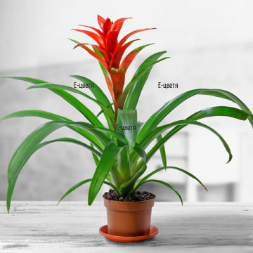 A beautiful, exotic plant, suitable for your loved once even without an occasion. Just make their day happier and make them smile.