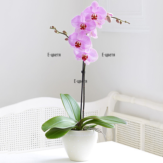 Доставка на розова орхидея с куриер