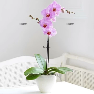 Доставка на розова орхидея с куриер