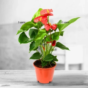 Класическо цъфтящо растение, което ще разкраси всеки дом или офис. Лесен за отглеждане, антуриумът е подходящ подарък за всеки повод и получател.