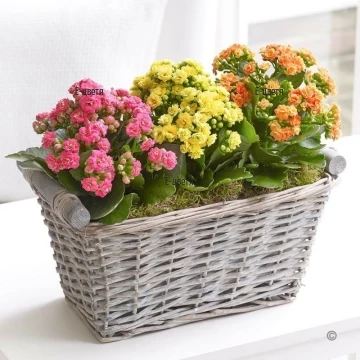 The kalanchoe is one of the plants that is easy to grow. It needs much light and normal watering.