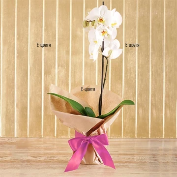 Send white Phalaenopsis orchid plant