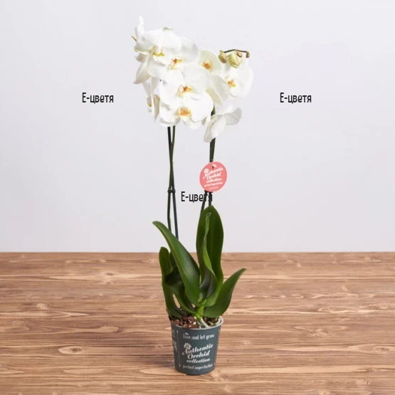 Send a double stemmed white Phalaenopsis orchid