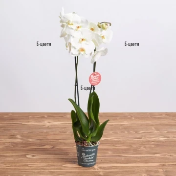 Beautiful, delicate double stemmed white Phalaenopsis orchid - perfect plant for the decoration of any home.