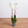 Send a double stemmed white Phalaenopsis orchid