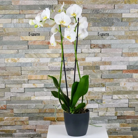 Send a double stemmed white Phalaenopsis orchid