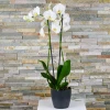 Send a double stemmed white Phalaenopsis orchid
