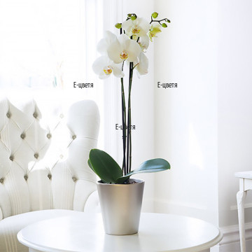 Beautiful, delicate double stemmed white Phalaenopsis orchid - perfect plant for the decoration of any home.