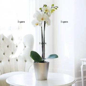 Beautiful, delicate double stemmed white Phalaenopsis orchid - perfect plant for the decoration of any home.