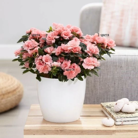 Send a pot plant -  pink Azalea