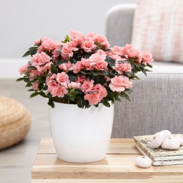 Attractive, tender pink Azalea plant with lots of blossoms - perfect gift for the loved ones.