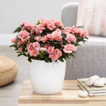 Attractive, tender pink Azalea plant with lots of blossoms - perfect gift for the loved ones.