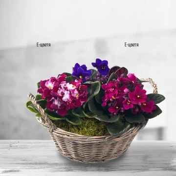 A beautiful and unconventional present for your loved ones - a basket with planted Saintpaulias and additional decoration.
