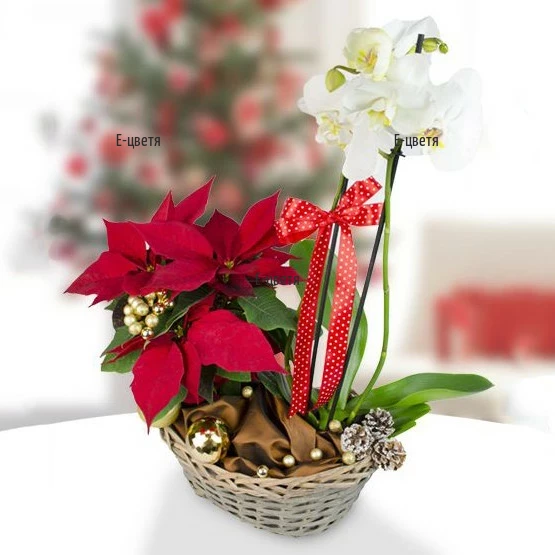 Send a basket with pot plants - Poinsettia and Phalaenopsis orchid