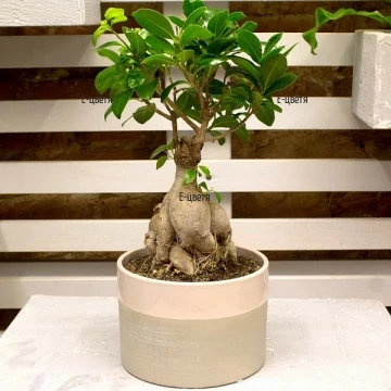 Send bonsai plant to Sofia, Plovdiv, Varna and Burgas.