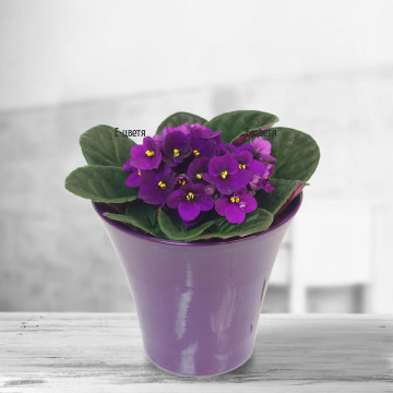 Nice saintpaulia in purple colour put in a ceramic pot. Send and surprise with this lovely flowering plant your loved one.