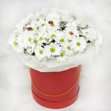 white floral box with fresh chrysanthemum