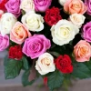 Flower delivery to Bulgaria 51 multicolored roses