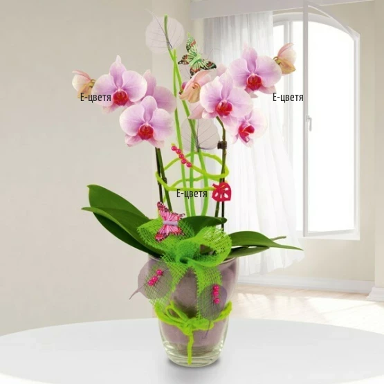 Delivery of Phalaenopsis Orchid with decoration