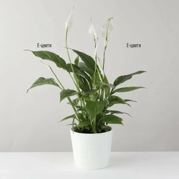 Send Spathiphyllum in pot to Bulgaria