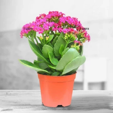 Pretty Kalanchoe in tender pink colour - perfect flowering plant to decorate the recipient's home or office. Perfect gift for all occasions and recipients.
