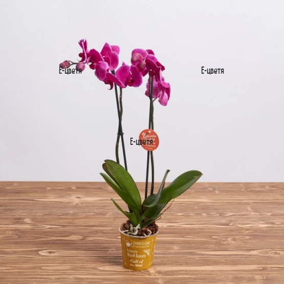 An order and a delivery of orchid in a pot.