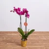 An order and a delivery of orchid in a pot.