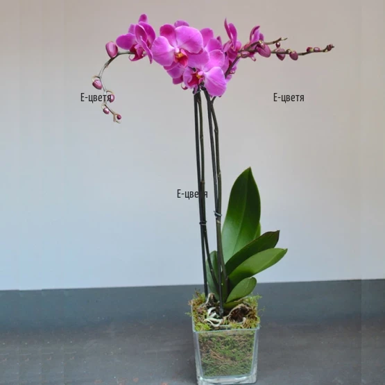An order and a delivery of orchid in a pot.