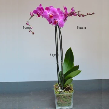Beautiful and delicate Phalaenopsis orchid, it will adorn any home and office. The orchids are tender, delicate flowers, very easy for growing and potting.
