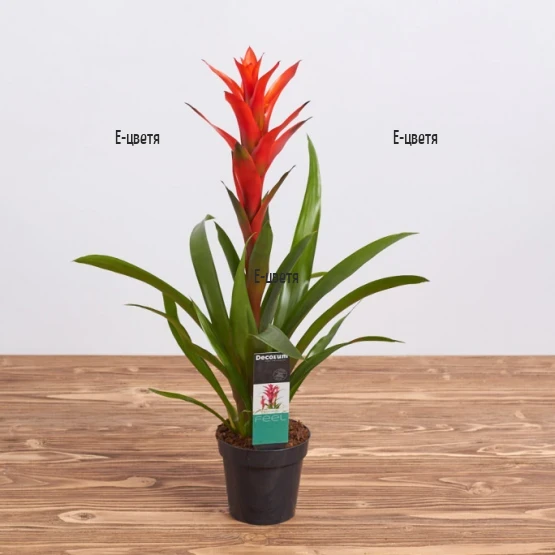 Guzmania pot plant
