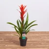 Guzmania pot plant