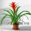 Guzmania pot plant