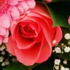 Flower delivery, send flower bouquet - Dance in pink