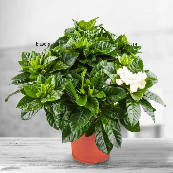 Gardenia pot plant