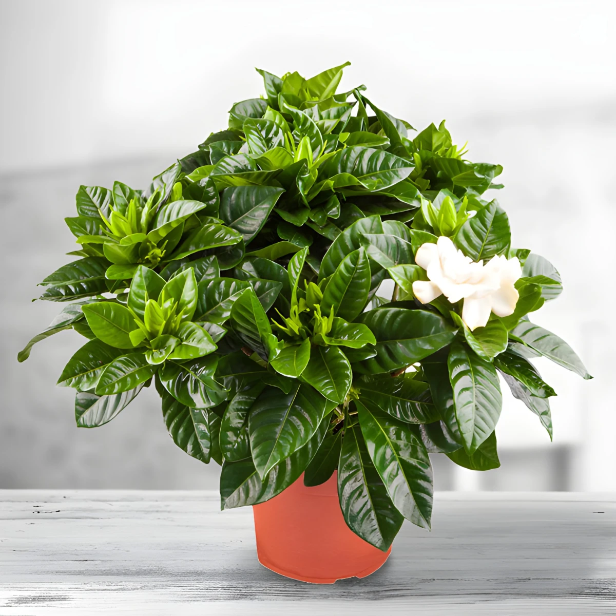 Gardenia pot plant