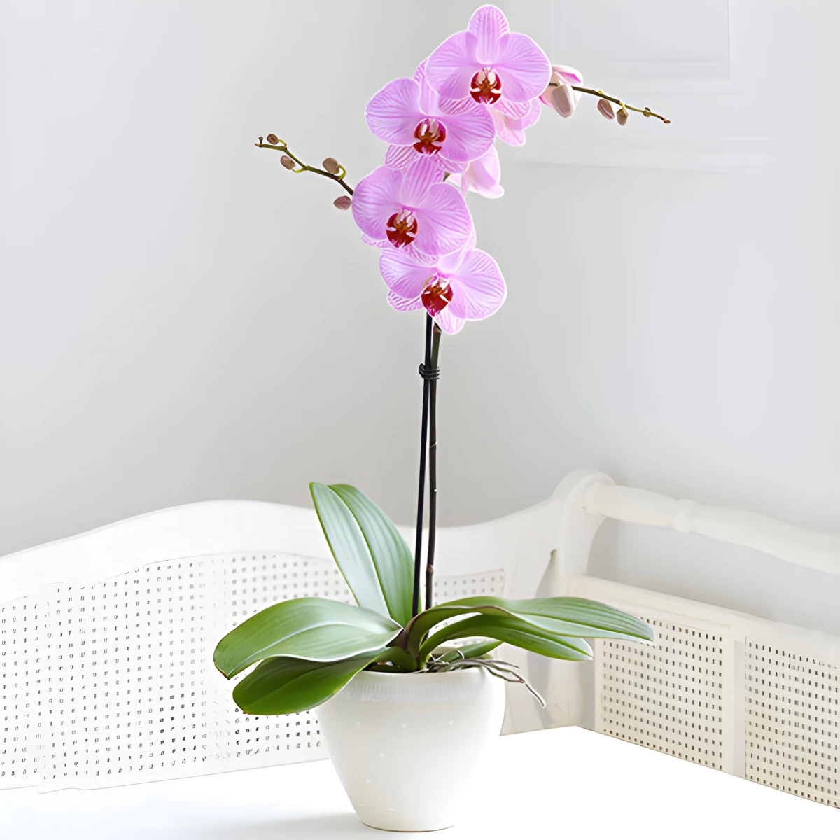 Send pink orchid by courier