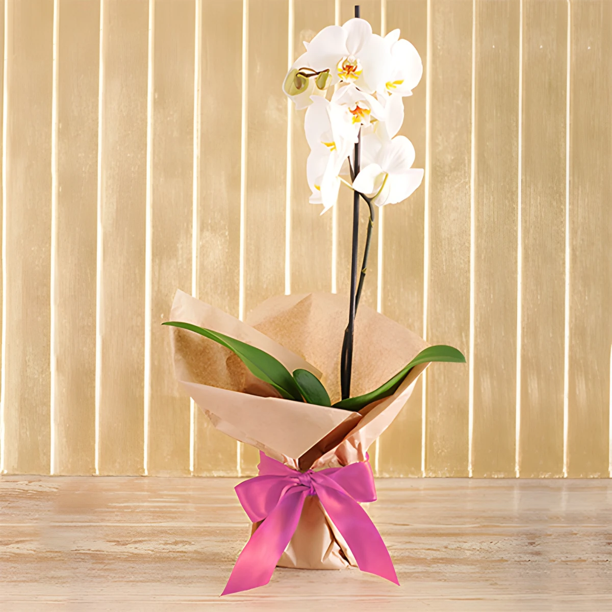 Send white Phalaenopsis orchid plant