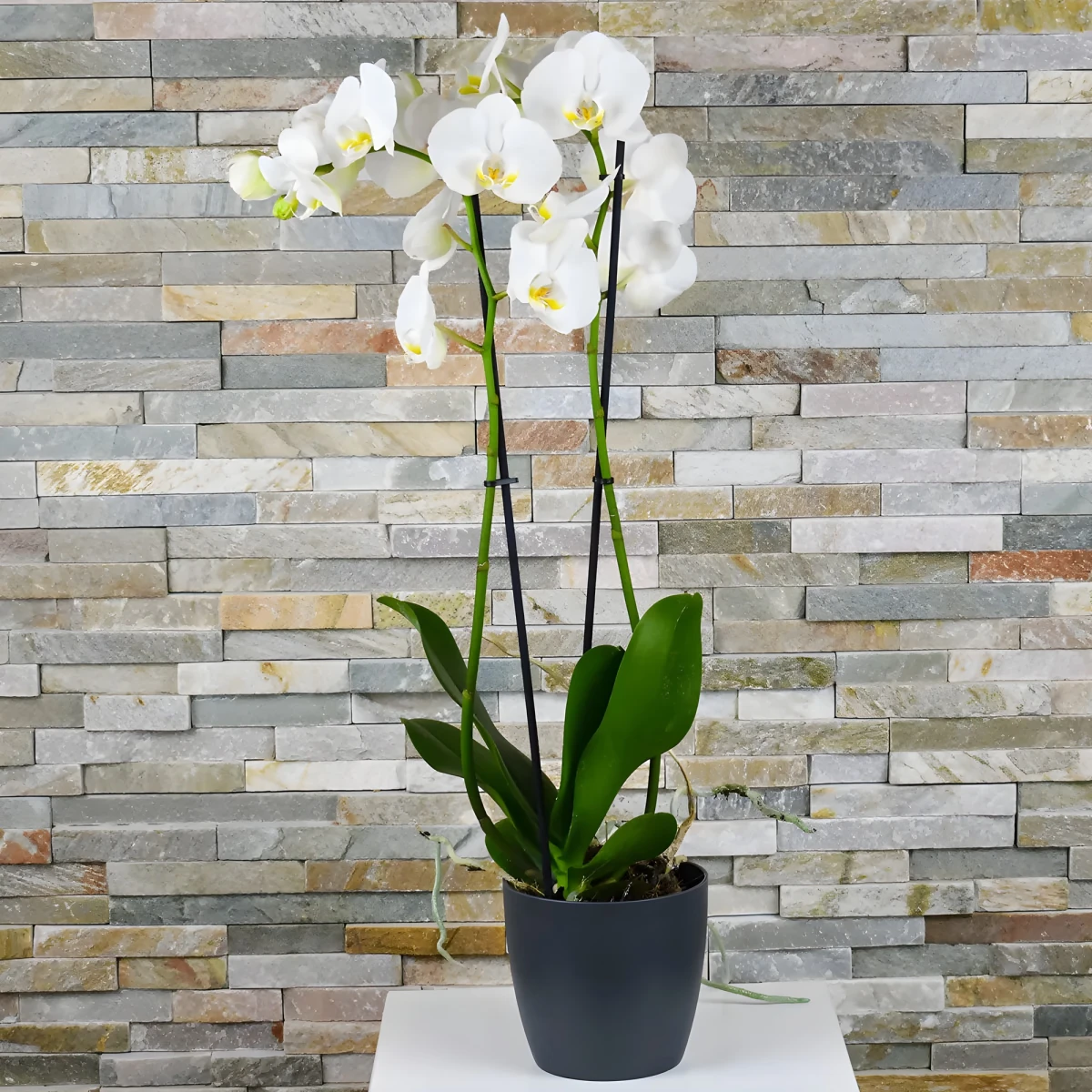 Send a double stemmed white Phalaenopsis orchid
