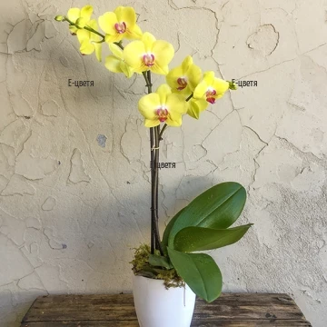 We offer you one original, beautiful and loving gift for the loved ones. Delicate Phalaenopsis orchid in yellow color.
