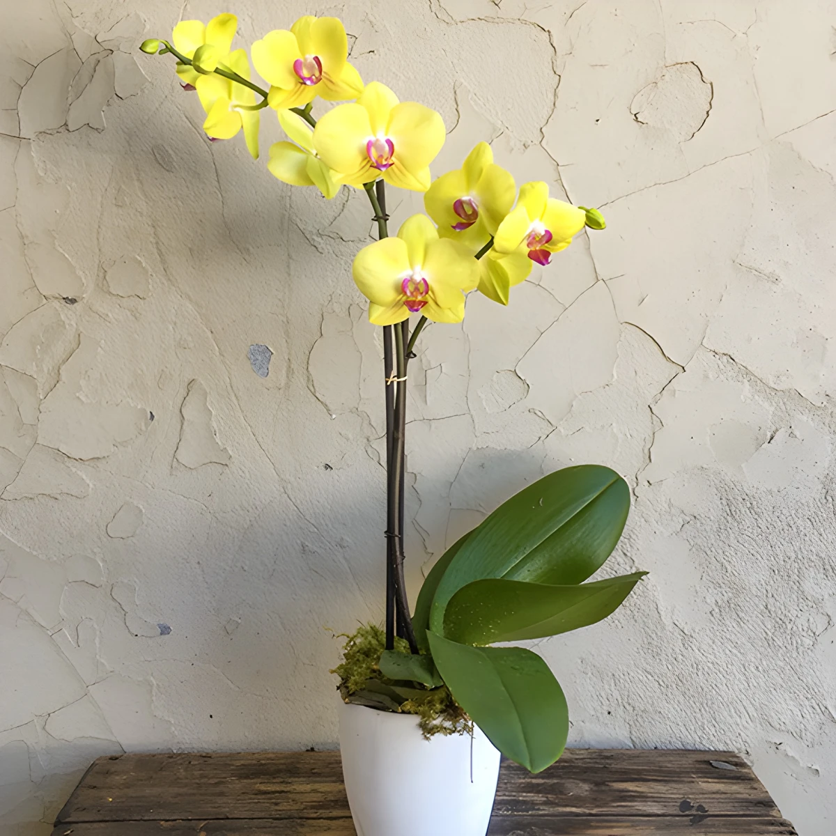 Send Phalaenopsis orchid by courier.