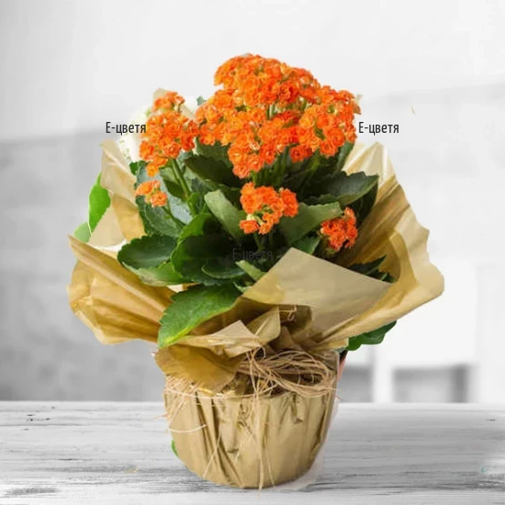 A beautiful kalanchoe in a beautiful bright orange colour