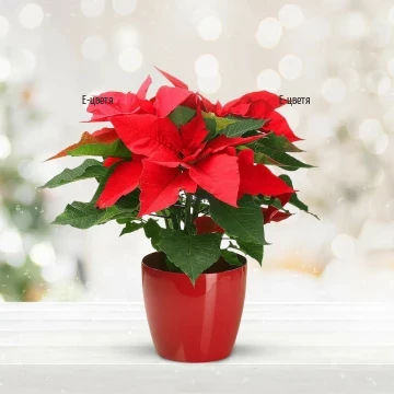 A delivery of magnificent Christmas greenery - a symbol of Christmas holiday and home life and tradition. Take the advantage of online flower delivery.