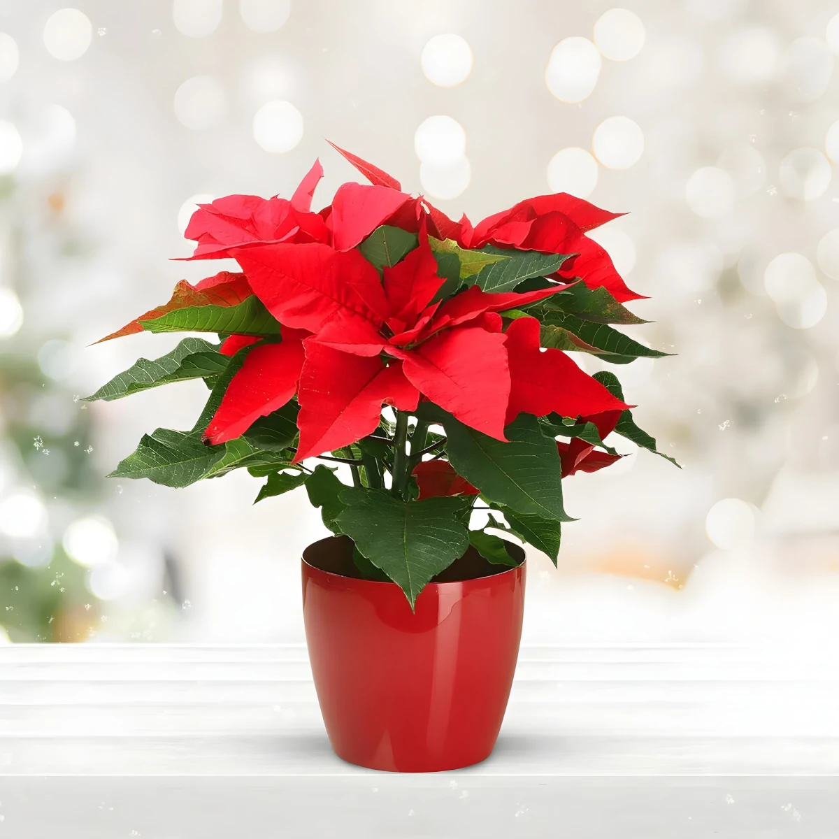 Send Poinsettia  by courier to Sofia