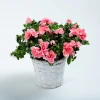 Send a pot plant -  pink Azalea