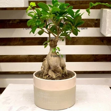 Original gift for the beloved one to decorate his/her home or office. These small trees are easy to grow.