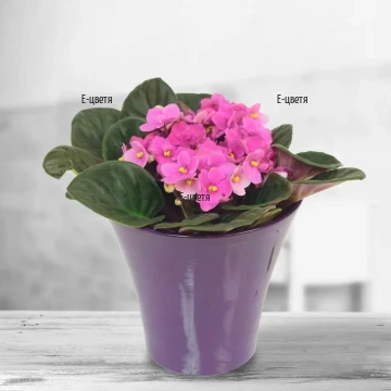 Beautiful Saintpaulia in a gentle pink colour