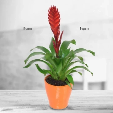 Send vriesea plant to Sofia