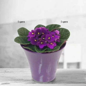 Nice saintpaulia in purple colour put in a ceramic pot. Send and surprise with this lovely flowering plant your loved one.