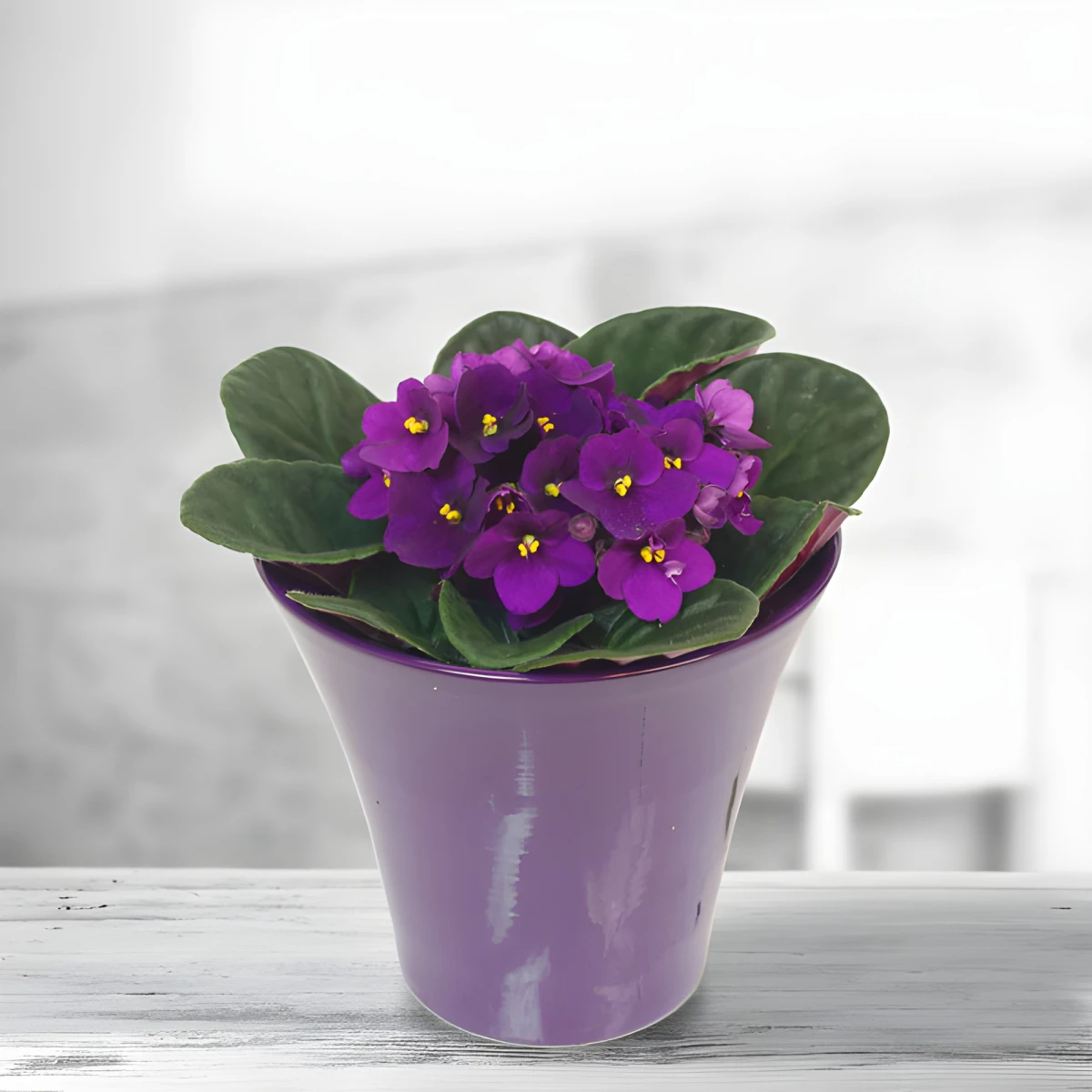 Send saintpaulia in ceramic pot.