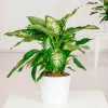 Send a plant - Dieffenbachia.